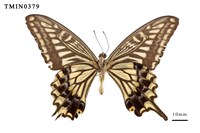 Papilio xuthus xuthus Collection Image, Figure 3, Total 4 Figures